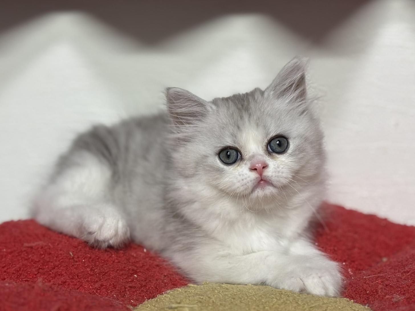 神奈川県のミヌエット (Doggy Style 小田原店/2025年10月5日生まれ/男の子/シルバータビーホワイト)の子猫の3枚目の画像