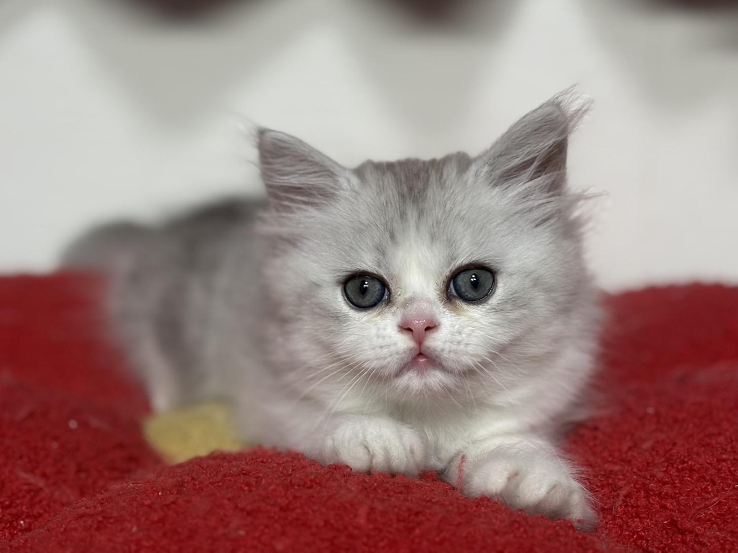 神奈川県のミヌエット (Doggy Style 小田原店/2025年10月5日生まれ/男の子/シルバータビーホワイト)の子猫の4枚目の画像