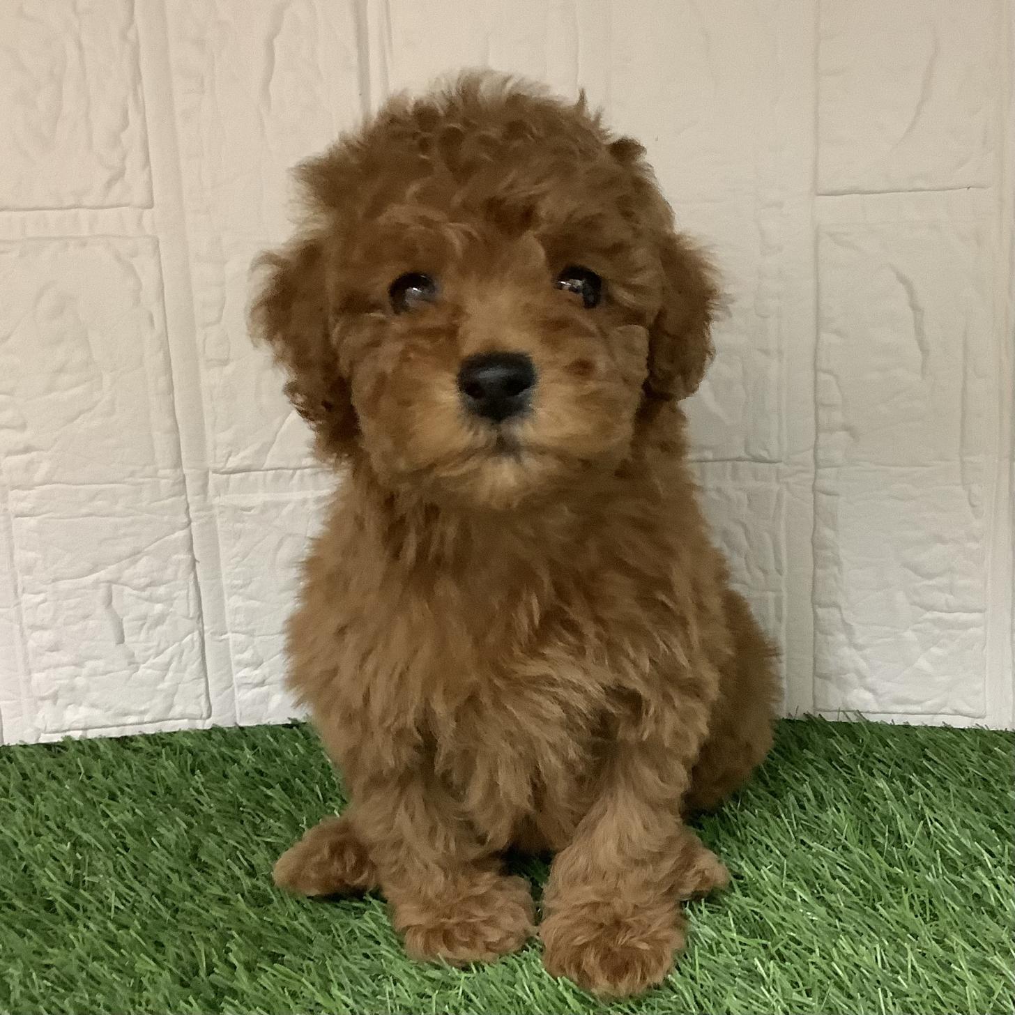 福岡県のトイプードル(トイ) (ドッグズホーム旗崎店/2026年1月5日生まれ/男の子/レッド)の子犬