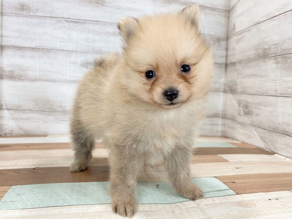 新潟県のポメラニアン (竹内ペット 新津本店/2025年9月28日生まれ/女の子/オレンジ)の子犬の1枚目の画像