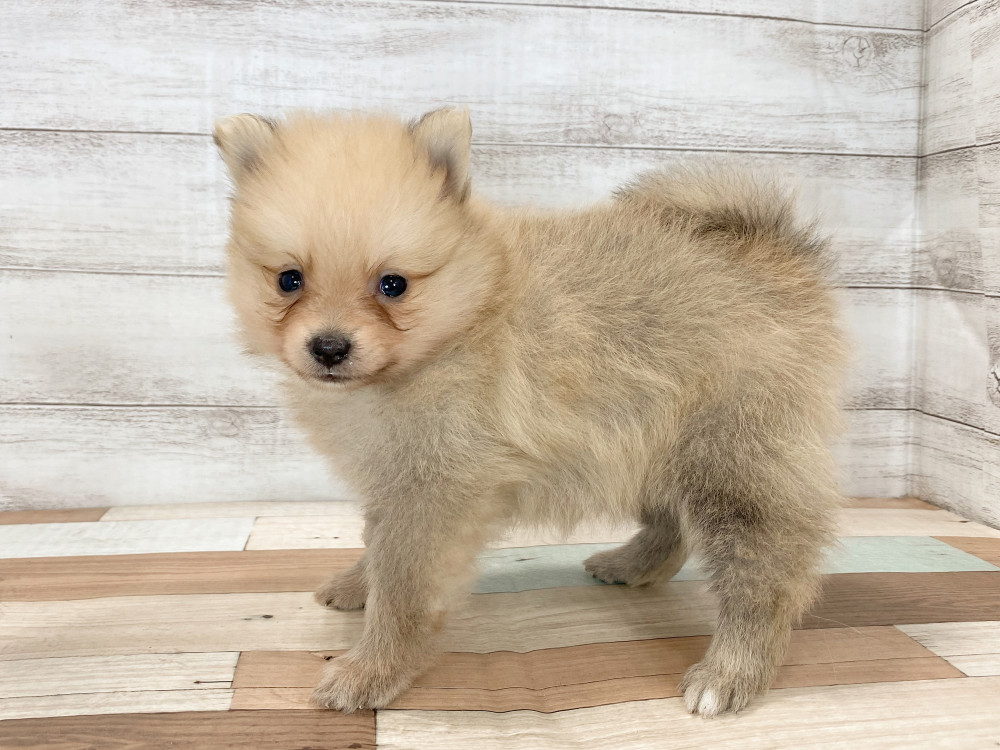 新潟県のポメラニアン (竹内ペット 新津本店/2025年9月28日生まれ/女の子/オレンジ)の子犬の2枚目の画像