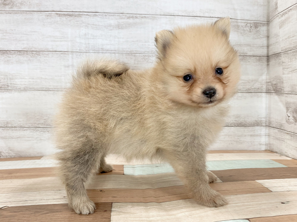 新潟県のポメラニアン (竹内ペット 新津本店/2025年9月28日生まれ/女の子/オレンジ)の子犬の3枚目の画像