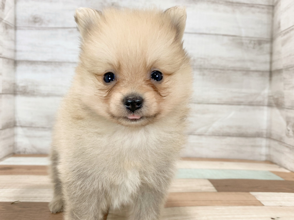 新潟県のポメラニアン (竹内ペット 新津本店/2025年9月28日生まれ/女の子/オレンジ)の子犬の4枚目の画像