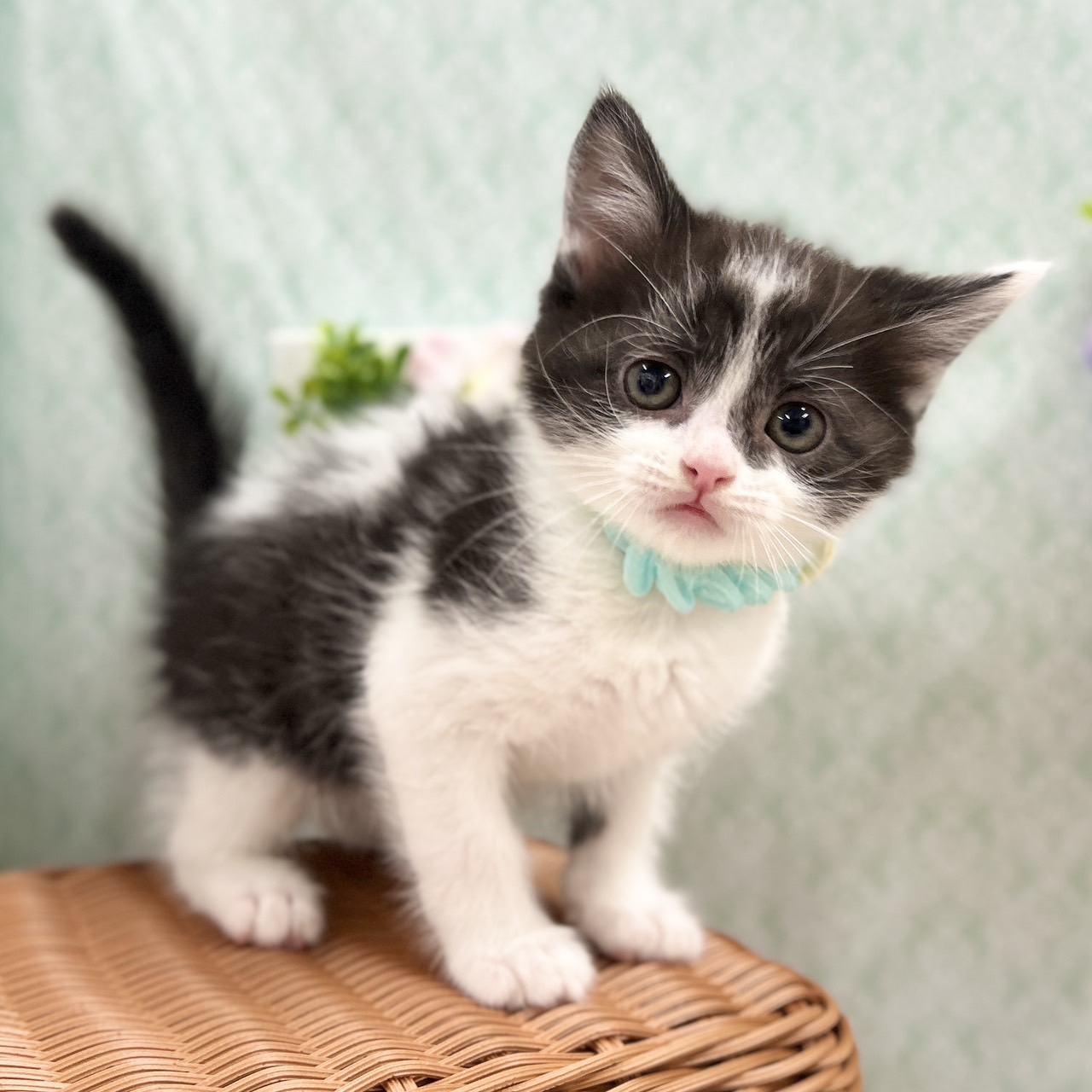 神奈川県のスコティッシュフォールド (にゃんこハウスPAW/2025年11月10日生まれ/男の子/ブラックホワイト)の子猫の1枚目の画像