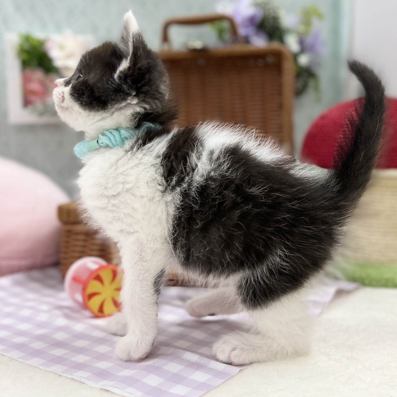 神奈川県のスコティッシュフォールド (にゃんこハウスPAW/2025年11月10日生まれ/男の子/ブラックホワイト)の子猫の2枚目の画像