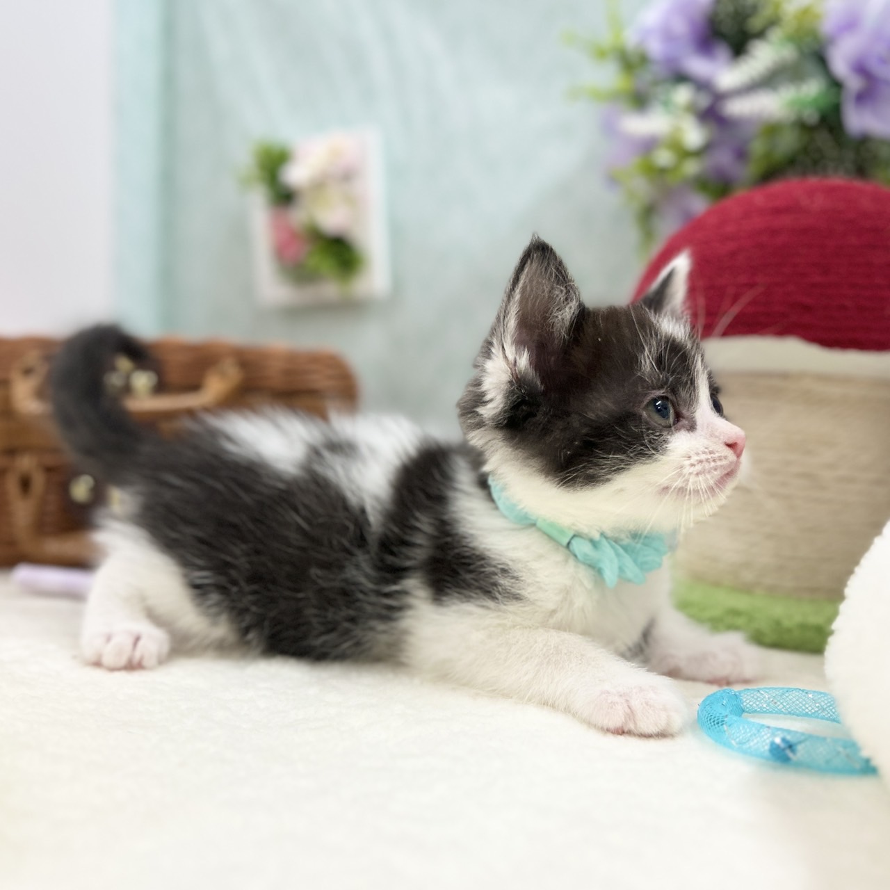 神奈川県のスコティッシュフォールド (にゃんこハウスPAW/2025年11月10日生まれ/男の子/ブラックホワイト)の子猫の3枚目の画像