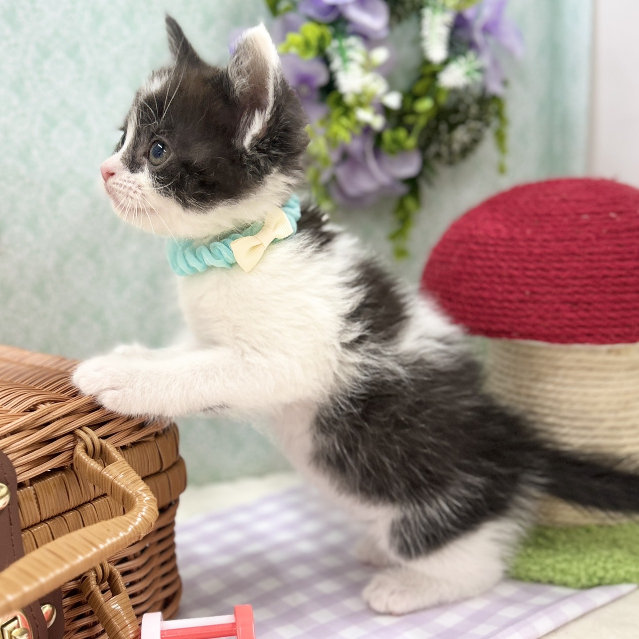 神奈川県のスコティッシュフォールド (にゃんこハウスPAW/2025年11月10日生まれ/男の子/ブラックホワイト)の子猫の4枚目の画像