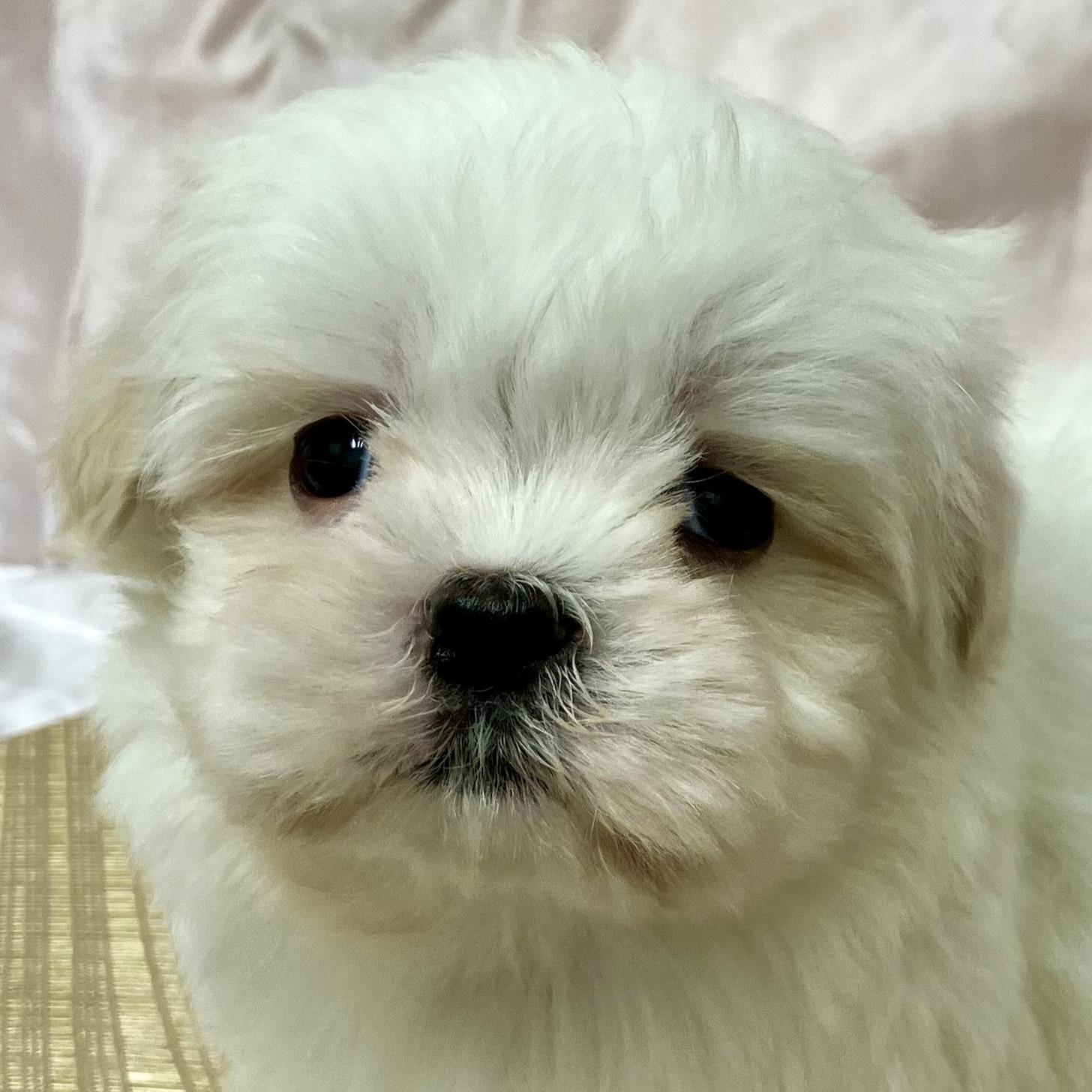 兵庫県のマルズー/マルシーズ(マルチーズ×シーズー) (フクエイペット/2026年1月26日生まれ/男の子/ホワイトゴールド)の子犬の1枚目の画像