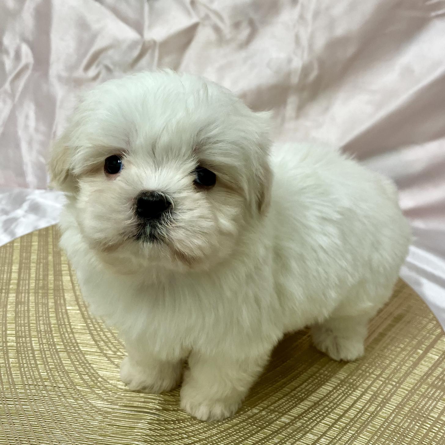 兵庫県のマルズー/マルシーズ(マルチーズ×シーズー) (フクエイペット/2026年1月26日生まれ/男の子/ホワイトゴールド)の子犬の2枚目の画像