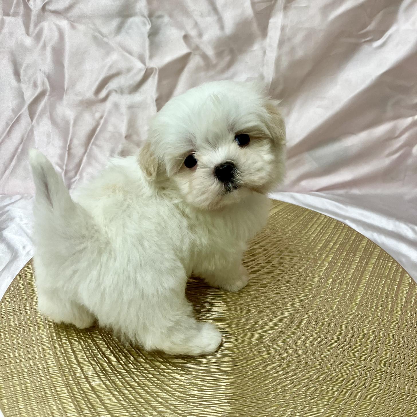 兵庫県のマルズー/マルシーズ(マルチーズ×シーズー) (フクエイペット/2026年1月26日生まれ/男の子/ホワイトゴールド)の子犬の3枚目の画像