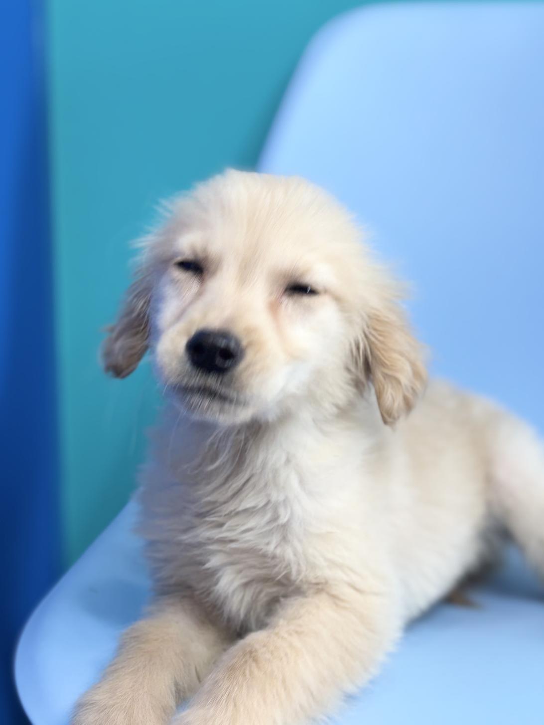 埼玉県のゴールデンレトリバー (ペッツスマイル加須インター店/2025年11月16日生まれ/女の子/ゴールデン)の子犬の2枚目の画像