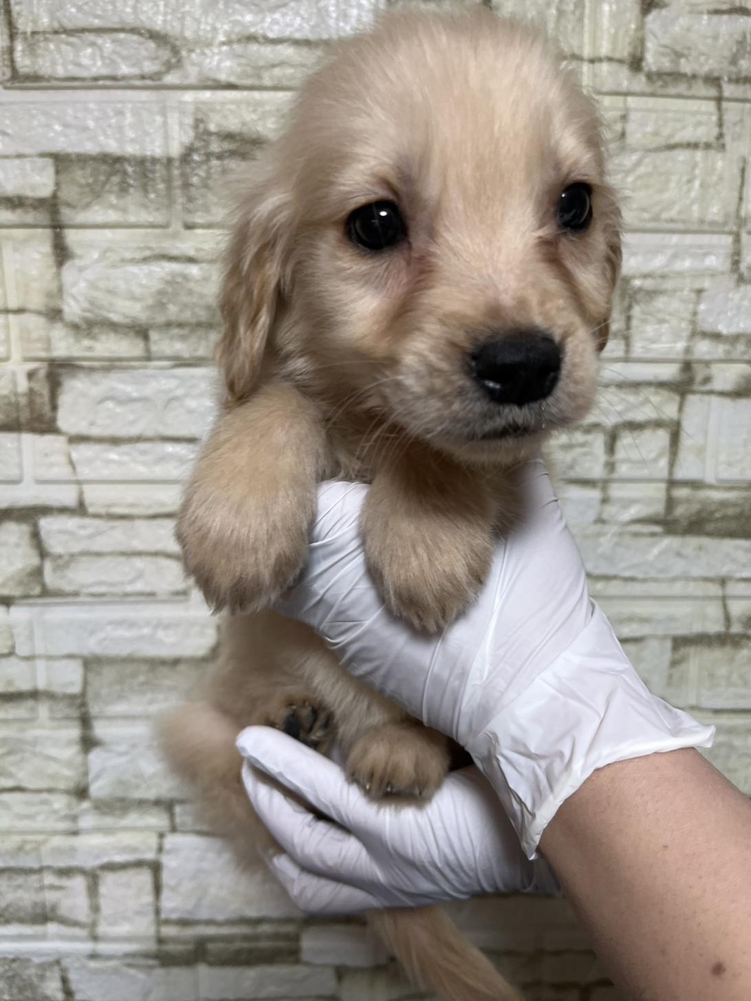 埼玉県のゴールデンレトリバー (ペッツスマイル加須インター店/2025年11月16日生まれ/女の子/ゴールデン)の子犬の2枚目の画像