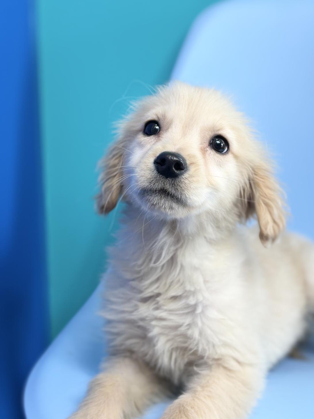 埼玉県のゴールデンレトリバー (ペッツスマイル加須インター店/2025年11月16日生まれ/女の子/ゴールデン)の子犬の3枚目の画像