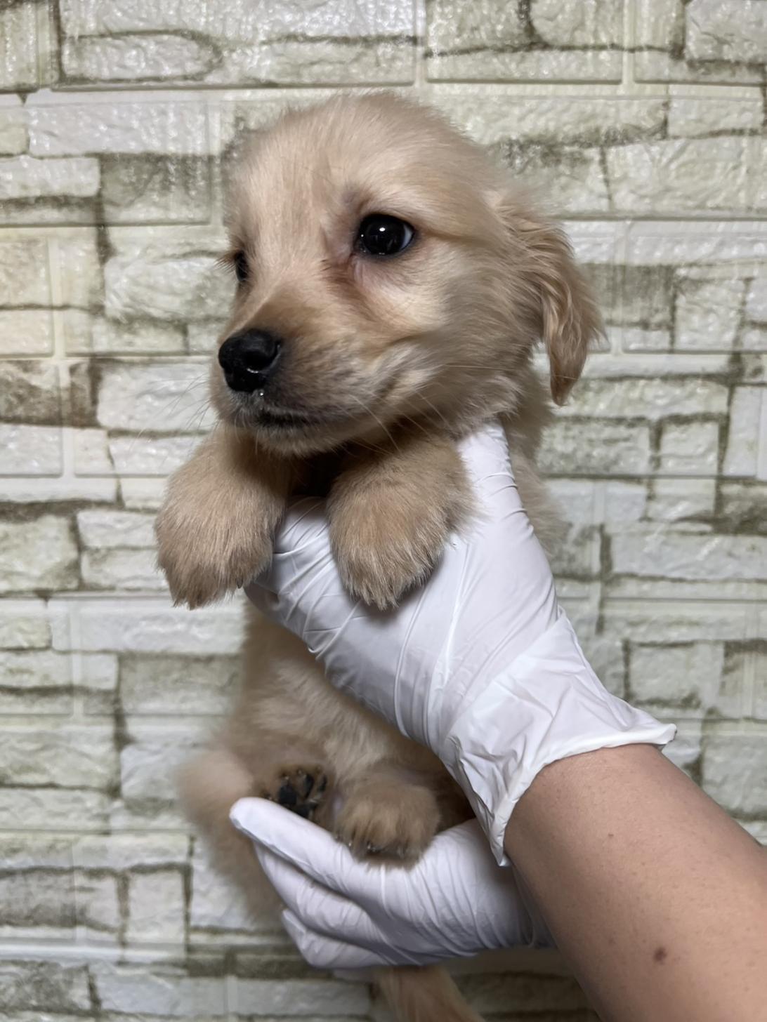 埼玉県のゴールデンレトリバー (ペッツスマイル加須インター店/2025年11月16日生まれ/女の子/ゴールデン)の子犬の3枚目の画像