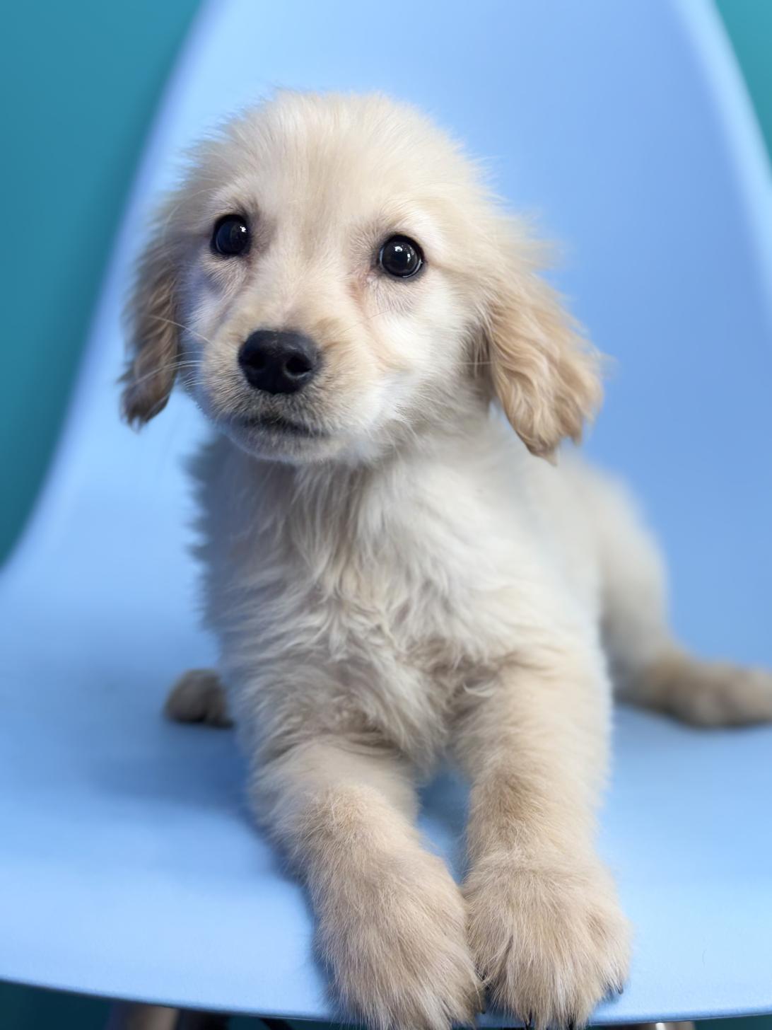 埼玉県のゴールデンレトリバー (ペッツスマイル加須インター店/2025年11月16日生まれ/女の子/ゴールデン)の子犬の4枚目の画像