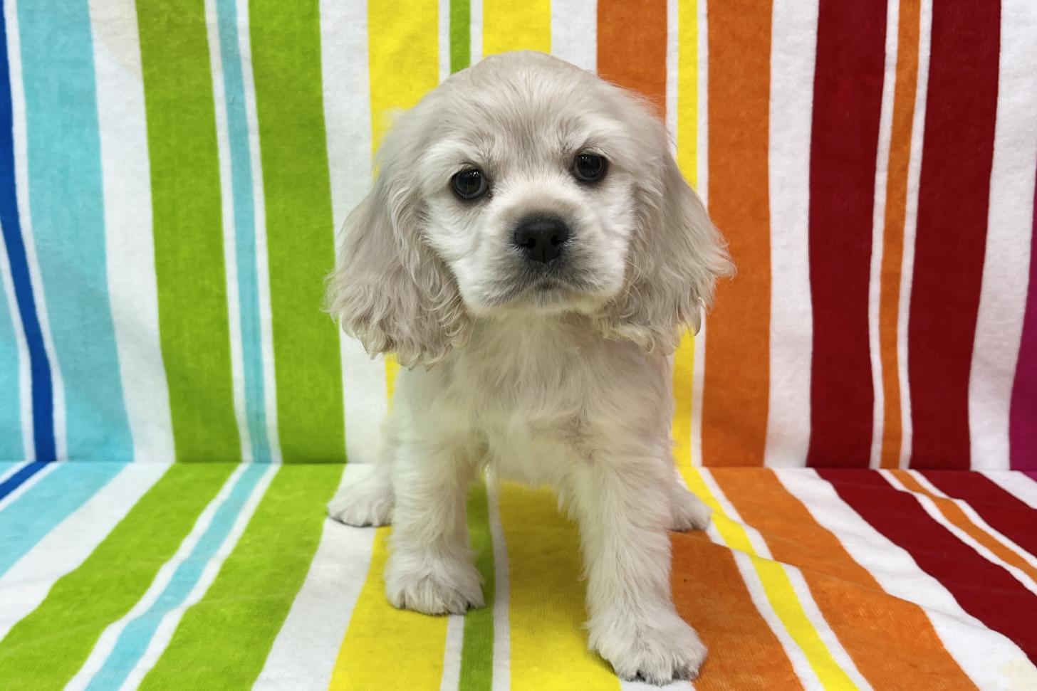 愛知県のアメリカンコッカースパニエル (ハピースペット鳴海店/2025年11月17日生まれ/女の子/バフ)の子犬の1枚目の画像