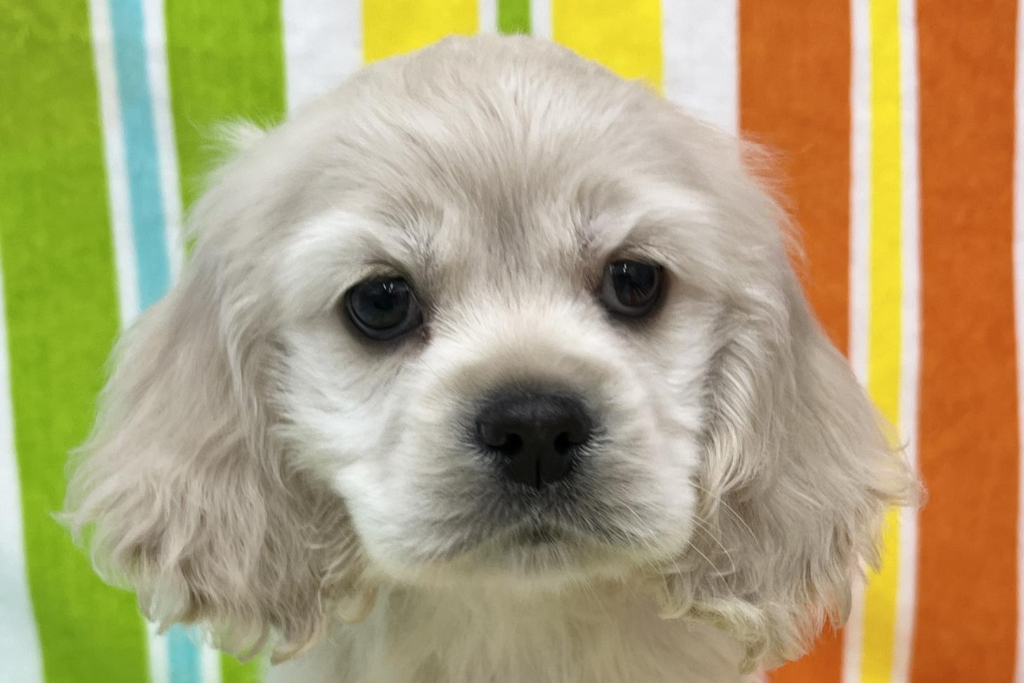 愛知県のアメリカンコッカースパニエル (ハピースペット鳴海店/2025年11月17日生まれ/女の子/バフ)の子犬の2枚目の画像