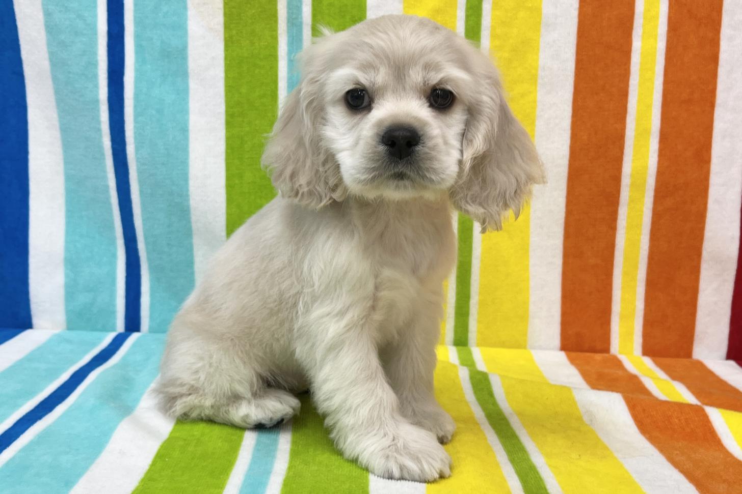 愛知県のアメリカンコッカースパニエル (ハピースペット鳴海店/2025年11月17日生まれ/女の子/バフ)の子犬の3枚目の画像