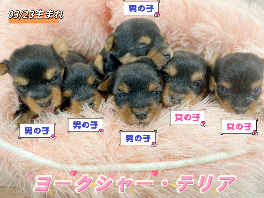 新潟県のヨークシャーテリア (竹内ペット 新津本店/2026年3月23日生まれ/男の子/スチールブルータン)の子犬の1枚目の画像