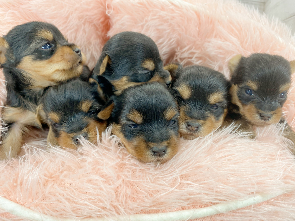 新潟県のヨークシャーテリア (竹内ペット 新津本店/2026年3月23日生まれ/男の子/スチールブルータン)の子犬の2枚目の画像