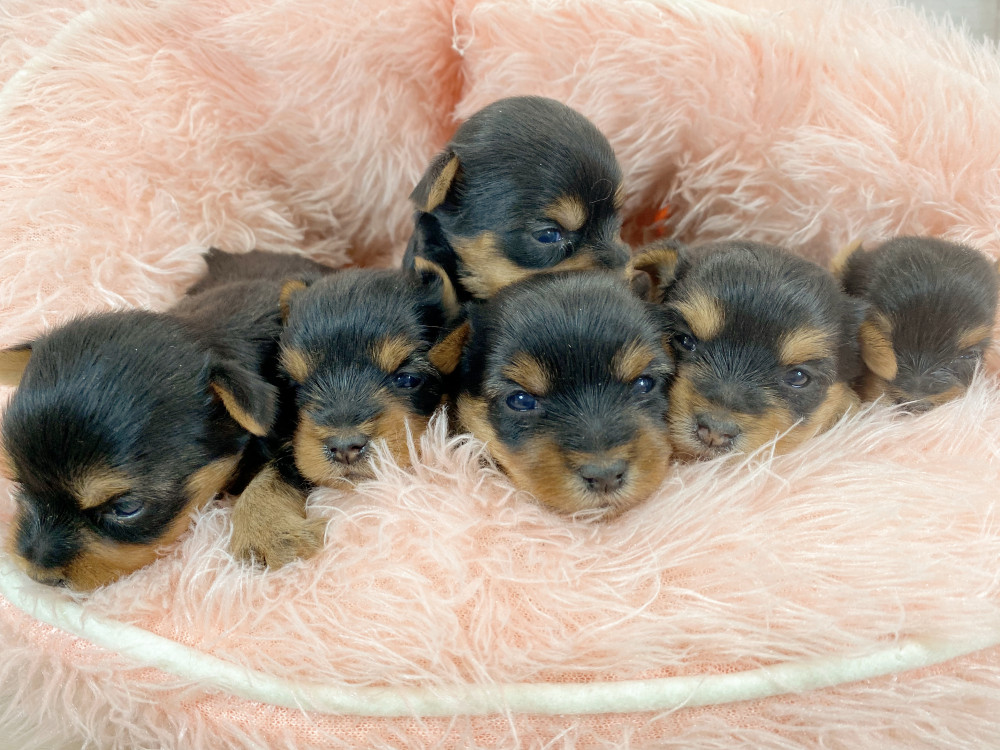 新潟県のヨークシャーテリア (竹内ペット 新津本店/2026年3月23日生まれ/男の子/スチールブルータン)の子犬の3枚目の画像