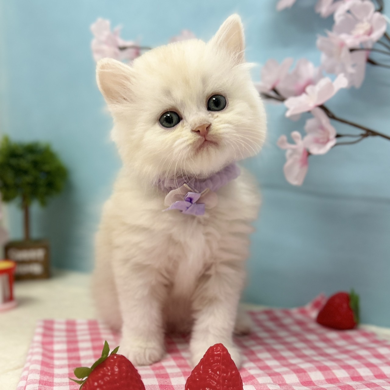 神奈川県のミヌエット (にゃんこハウスPAW/2026年1月29日生まれ/男の子/クリームタビー)の子猫