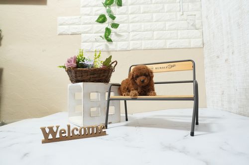 滋賀県のトイプードル(タイニー) (いっぷく湖南店/2025年12月9日生まれ/女の子/レッドフォーン)の子犬の1枚目の画像