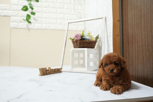 滋賀県のトイプードル(タイニー) (いっぷく湖南店/2025年12月9日生まれ/女の子/レッドフォーン)の子犬の3枚目の画像