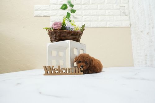 滋賀県のトイプードル(タイニー) (いっぷく湖南店/2025年12月9日生まれ/女の子/レッドフォーン)の子犬の4枚目の画像