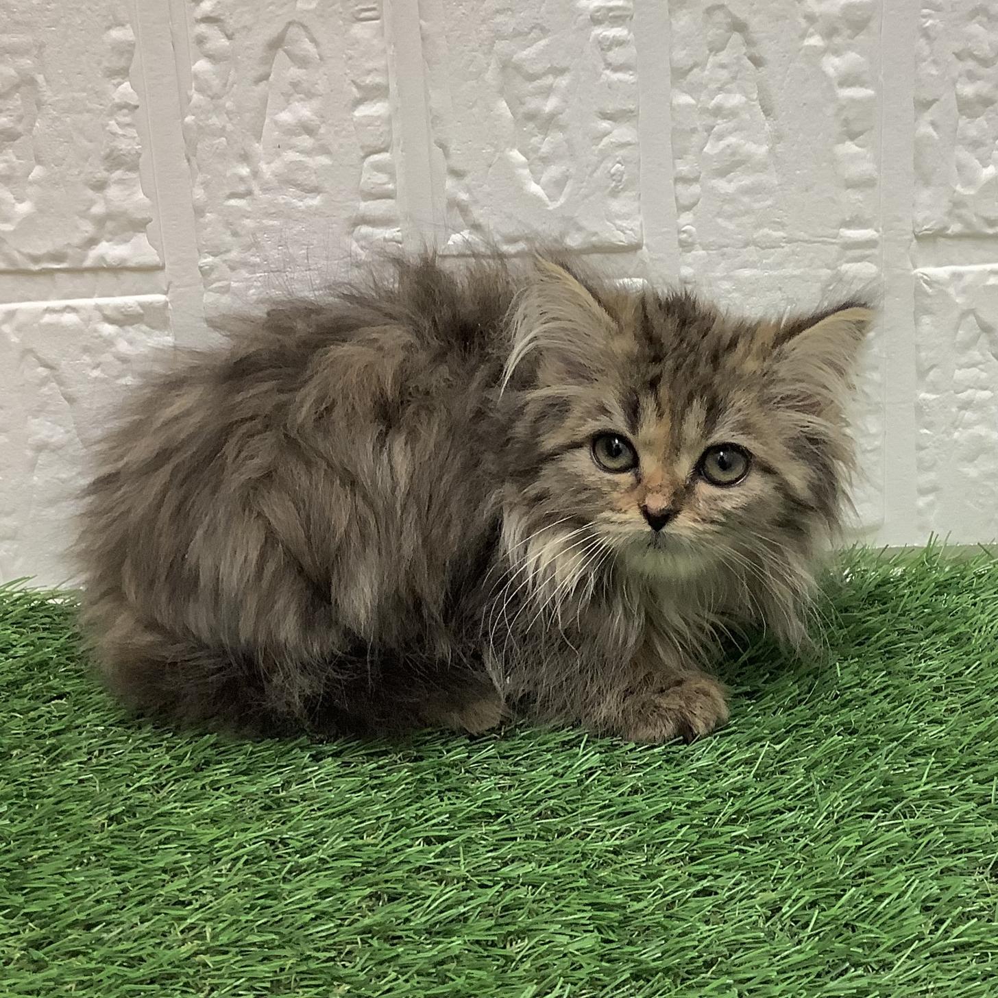 福岡県のミヌエット (ディスワン ドッグズホーム大野城店/2026年1月24日生まれ/女の子/ブラウンタビー)の子猫