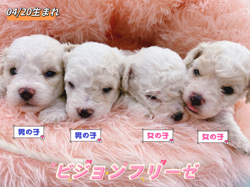 新潟県のビションフリーゼ (竹内ペット 新津本店/2026年4月20日生まれ/男の子/ホワイト)の子犬