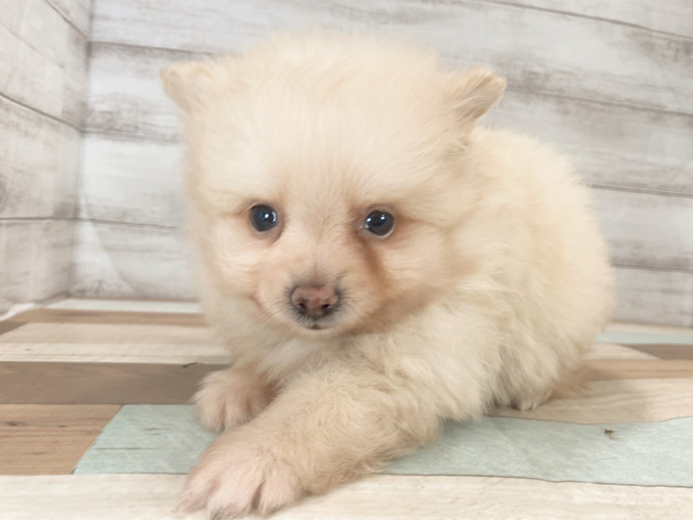 新潟県のポメラニアン (竹内ペット 新津本店/2025年8月3日生まれ/男の子/クリーム)の子犬の1枚目の画像