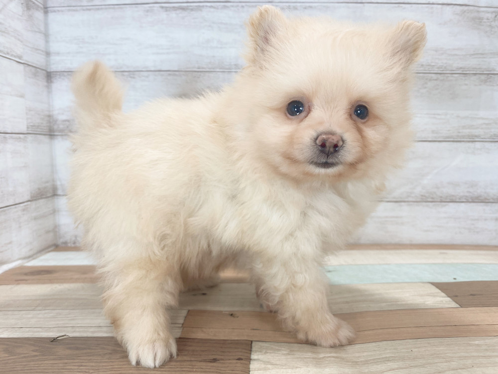 新潟県のポメラニアン (竹内ペット 新津本店/2025年8月3日生まれ/男の子/クリーム)の子犬の2枚目の画像