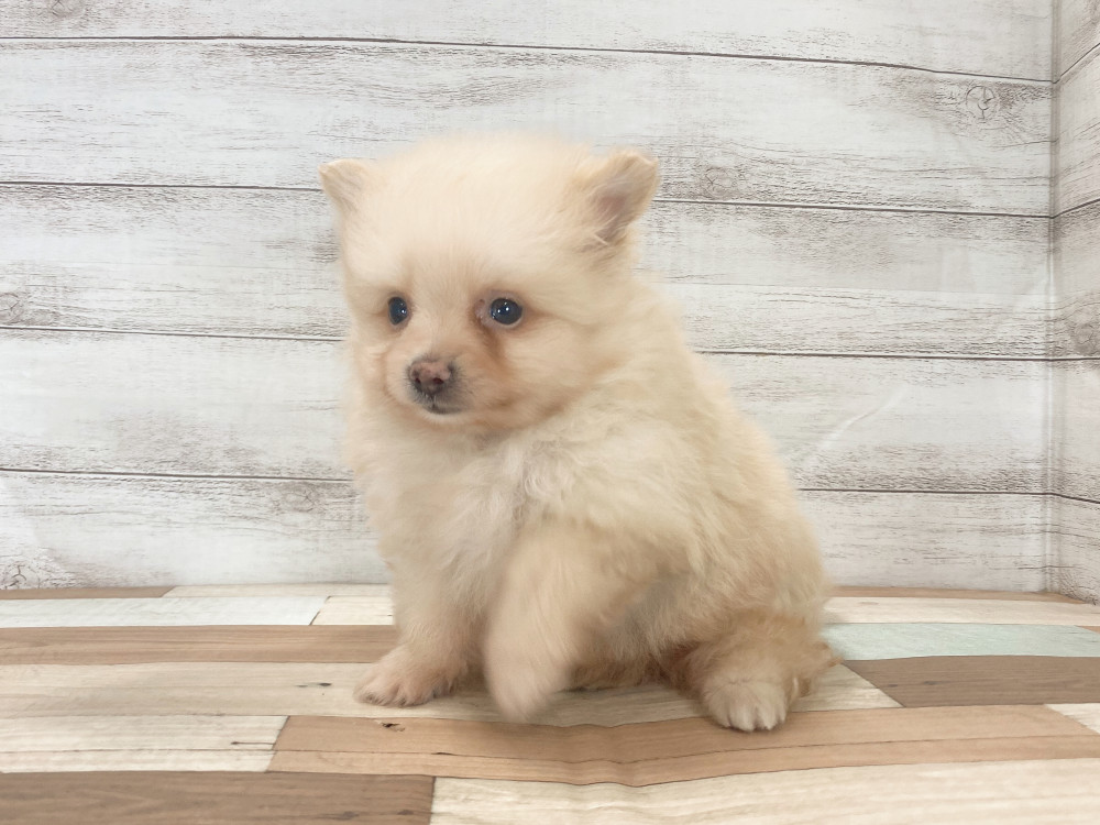 新潟県のポメラニアン (竹内ペット 新津本店/2025年8月3日生まれ/男の子/クリーム)の子犬の3枚目の画像