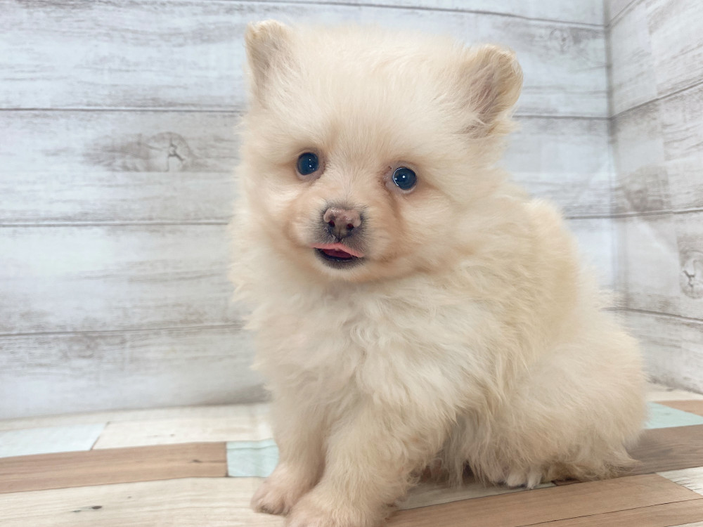 新潟県のポメラニアン (竹内ペット 新津本店/2025年8月3日生まれ/男の子/クリーム)の子犬の4枚目の画像