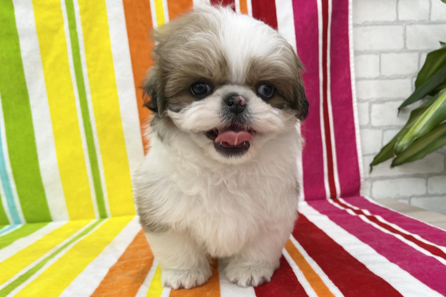 愛知県のシーズー (ハピースペット一宮三条アミーゴ店/2025年11月18日生まれ/男の子/ホワイトゴールド)の子犬の1枚目の画像