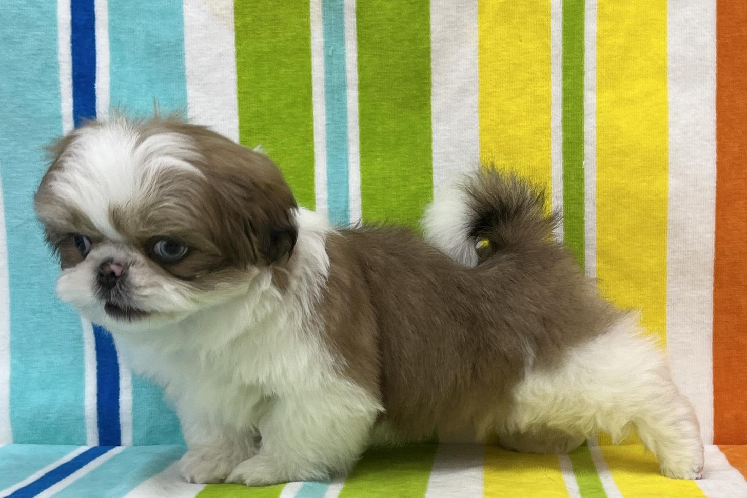 愛知県のシーズー (ハピースペット一宮三条アミーゴ店/2025年11月18日生まれ/男の子/ホワイトゴールド)の子犬の4枚目の画像