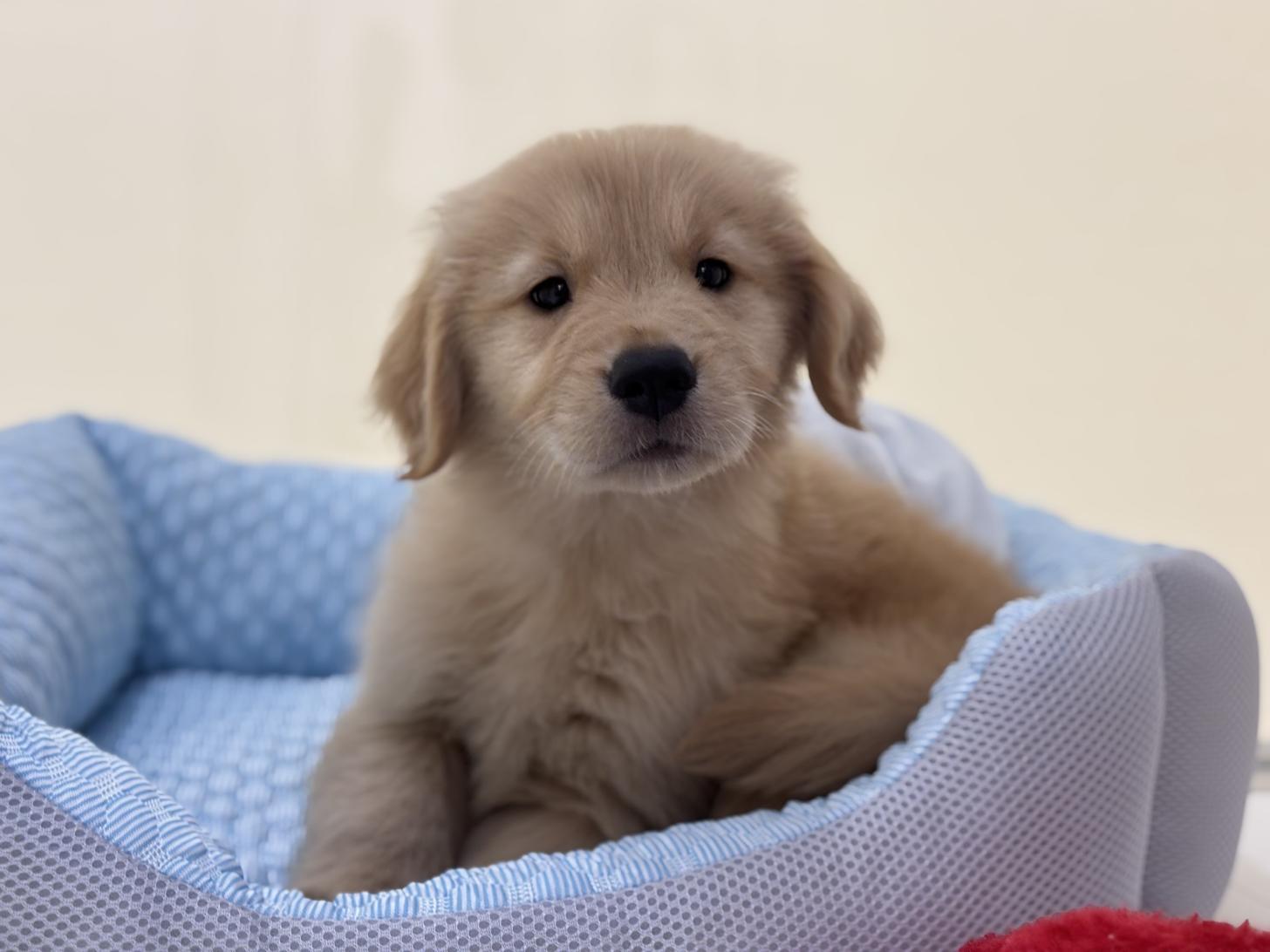 神奈川県のゴールデンレトリバー (Doggy Style 小田原店/2025年5月24日生まれ/男の子/ゴールデン)の子犬の1枚目の画像
