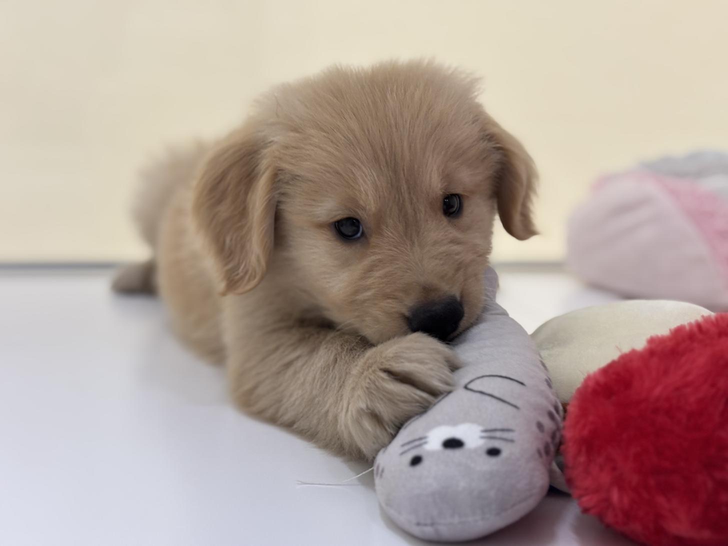 神奈川県のゴールデンレトリバー (Doggy Style 小田原店/2025年5月24日生まれ/男の子/ゴールデン)の子犬の2枚目の画像