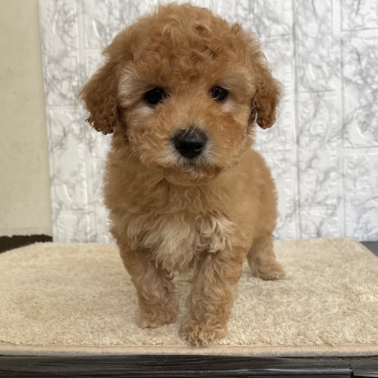 佐賀県のトイプードル(トイ) (スタードッグス新鳥栖店/2025年11月22日生まれ/男の子/アプリコット)の子犬の1枚目の画像