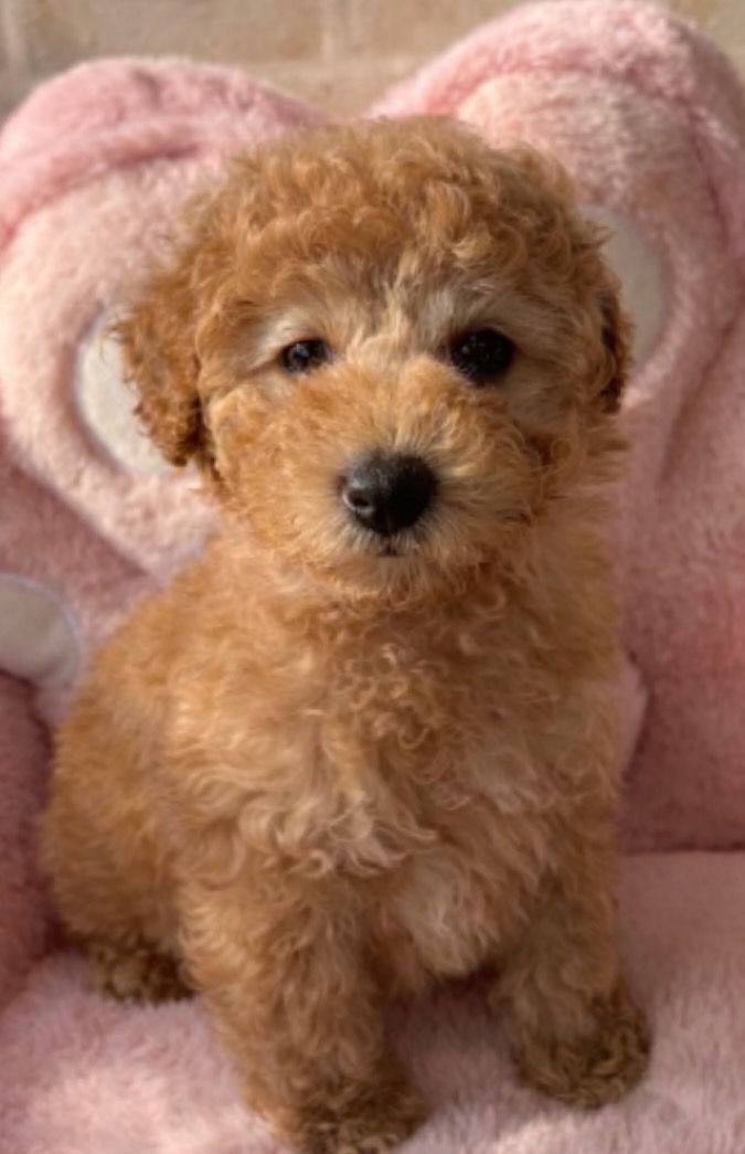 佐賀県のトイプードル(トイ) (スタードッグス新鳥栖店/2025年11月22日生まれ/男の子/アプリコット)の子犬の1枚目の画像