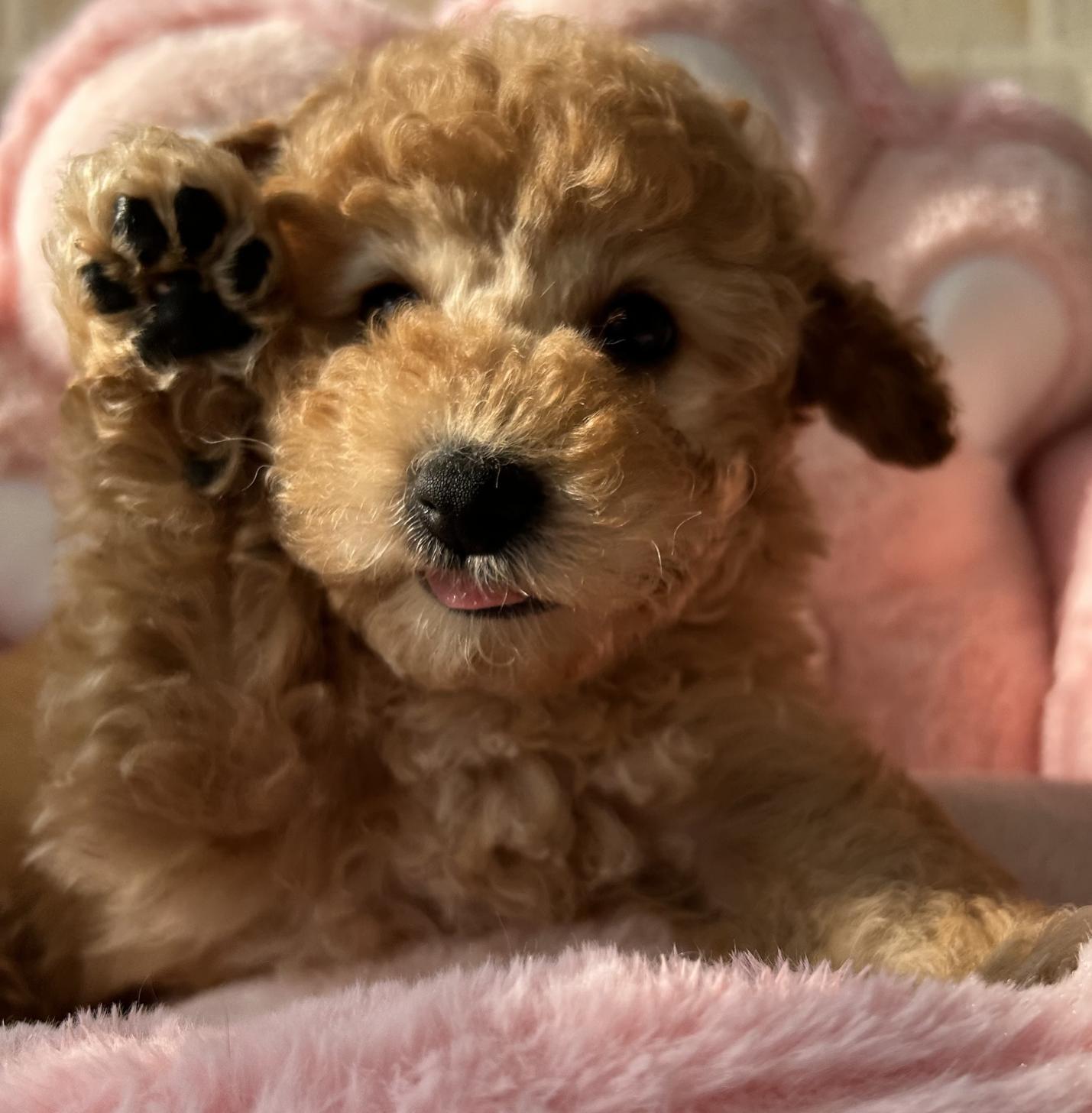 佐賀県のトイプードル(トイ) (スタードッグス新鳥栖店/2025年11月22日生まれ/男の子/アプリコット)の子犬の2枚目の画像