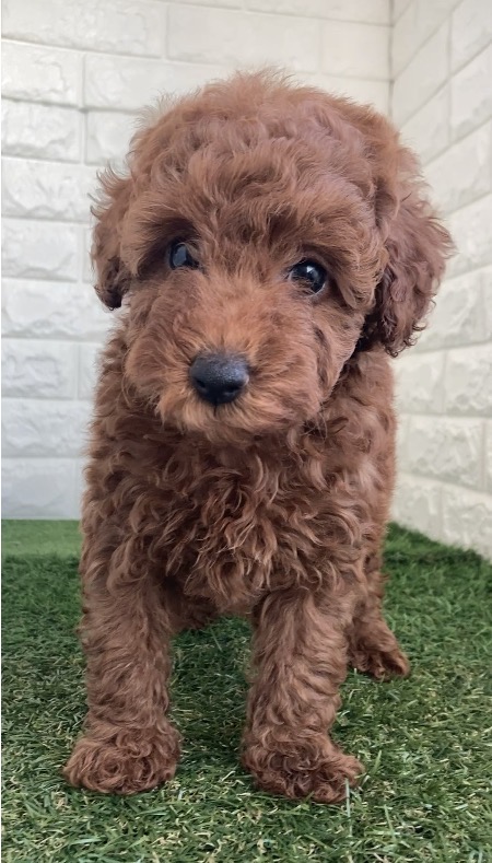 東京都のトイプードル(タイニー) (ペットショップcoco東京港区店/2025年10月26日生まれ/男の子/レッド)の子犬