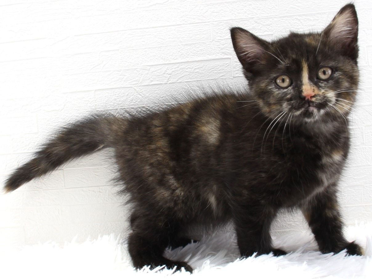 愛知県のセルカークレックス (猫福家 名古屋南店/2025年2月22日生まれ/女の子/トーティー)の子猫の1枚目の画像