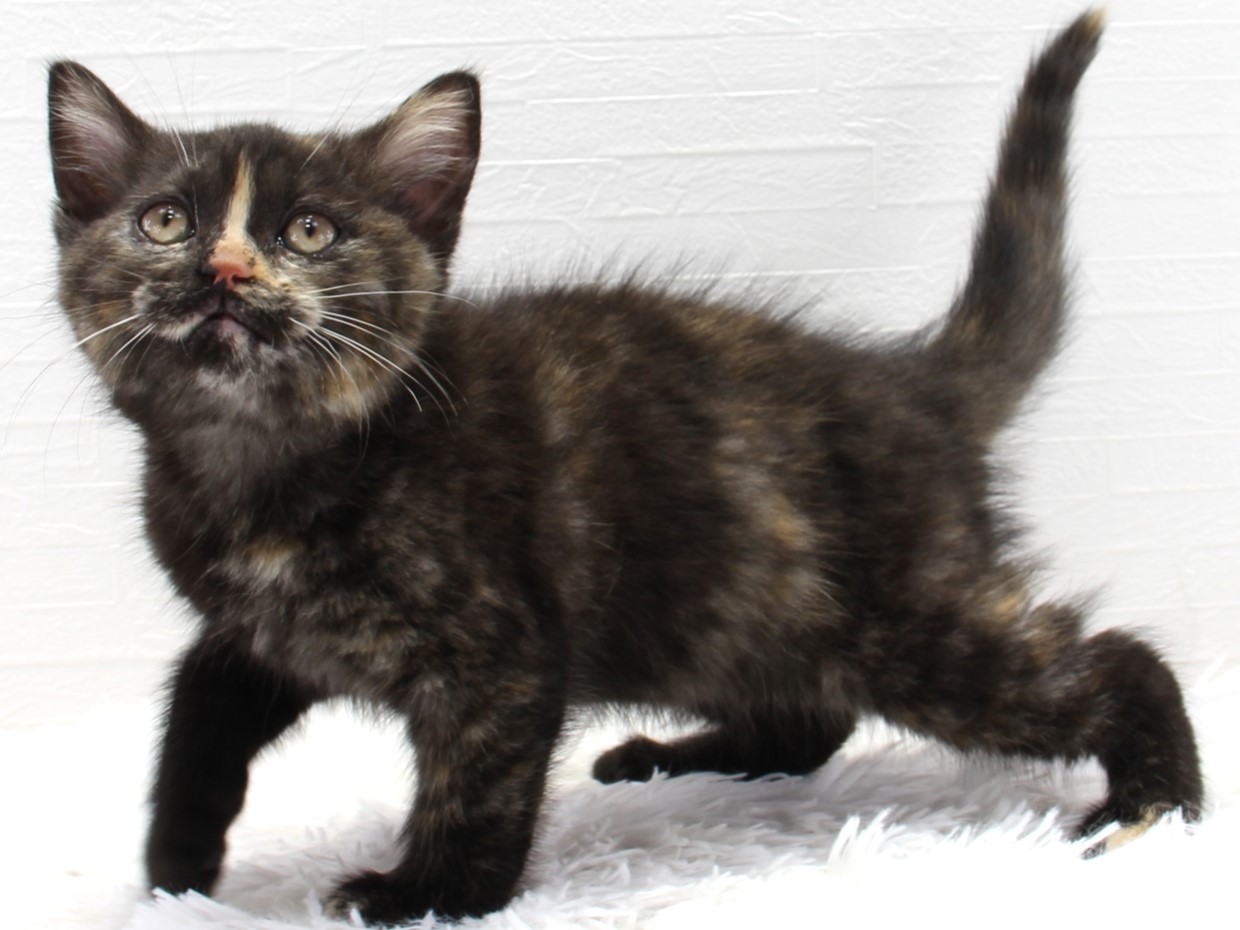 愛知県のセルカークレックス (猫福家 名古屋南店/2025年2月22日生まれ/女の子/トーティー)の子猫の2枚目の画像