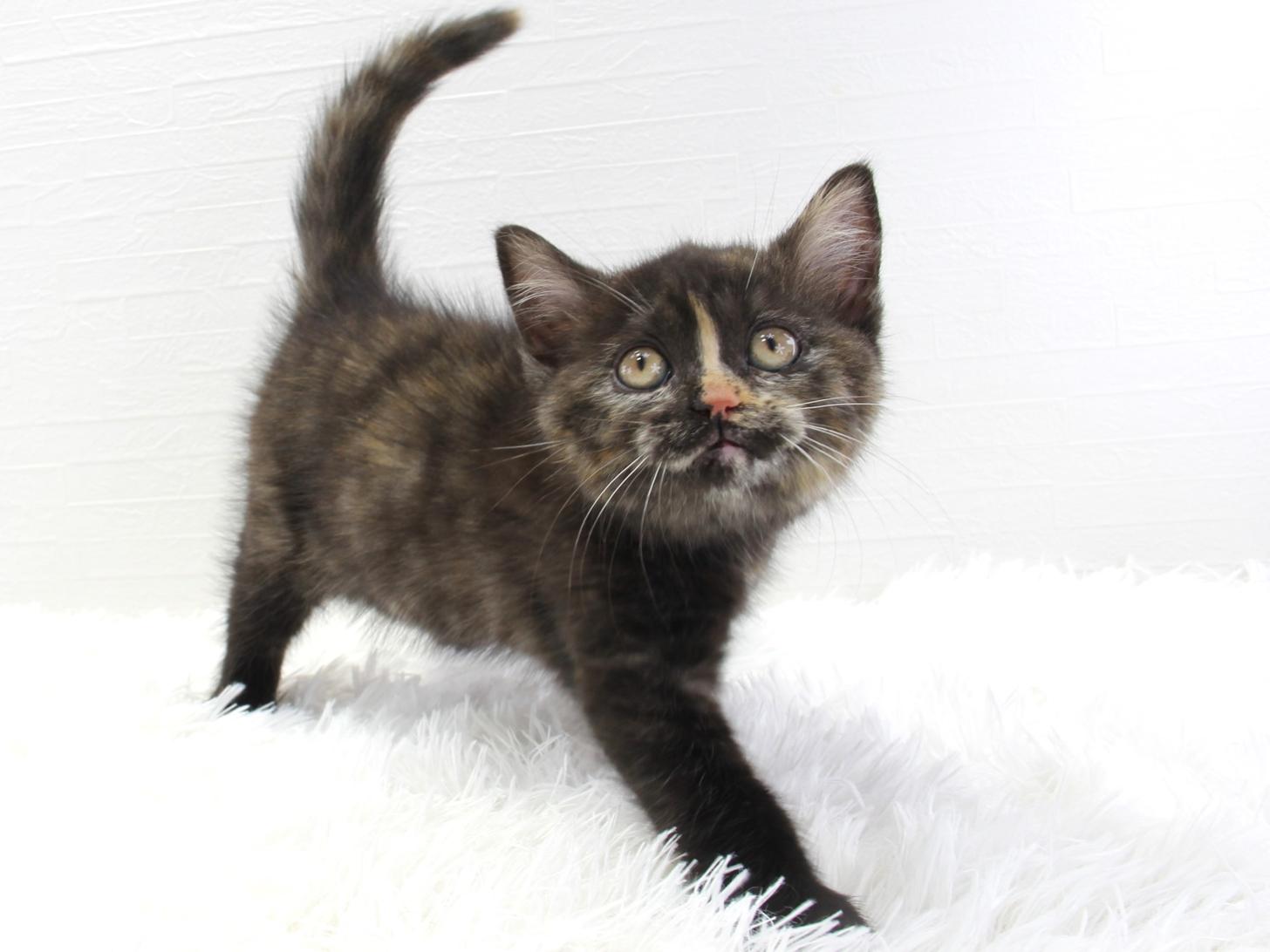 愛知県のセルカークレックス (猫福家 名古屋南店/2025年2月22日生まれ/女の子/トーティー)の子猫の3枚目の画像