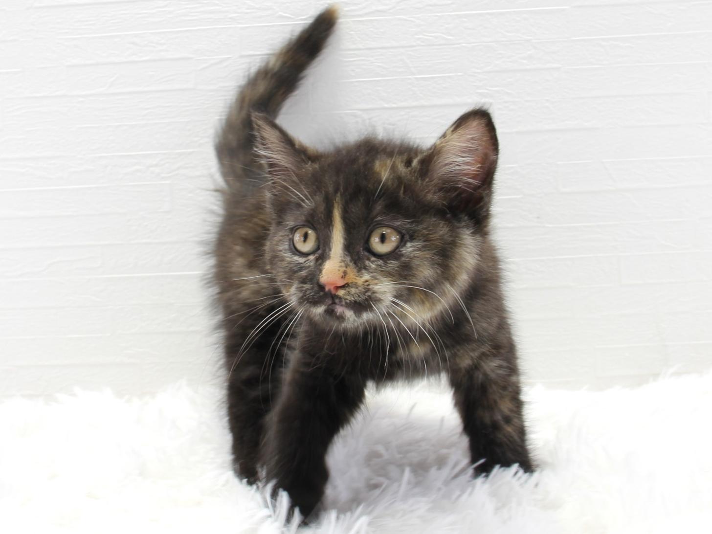 愛知県のセルカークレックス (猫福家 名古屋南店/2025年2月22日生まれ/女の子/トーティー)の子猫の4枚目の画像