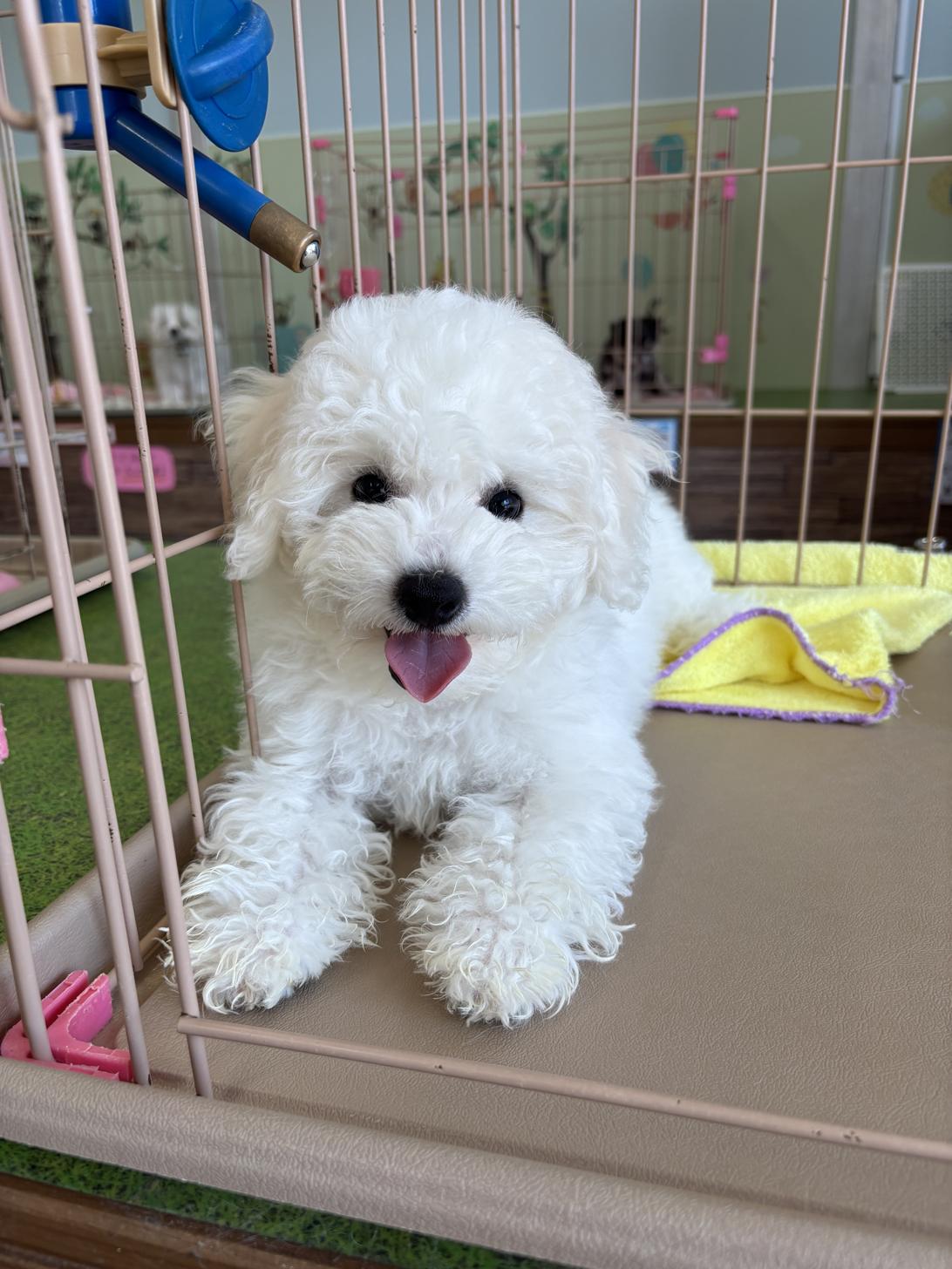 愛知県のビションフリーゼ (子いぬの足あと/2026年2月1日生まれ/女の子/ホワイト)の子犬