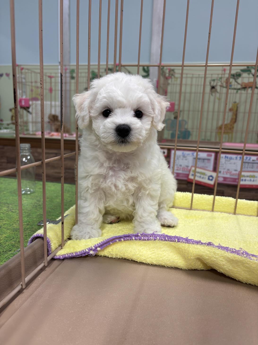 愛知県のビションフリーゼ (子いぬの足あと/2026年2月1日生まれ/女の子/ホワイト)の子犬