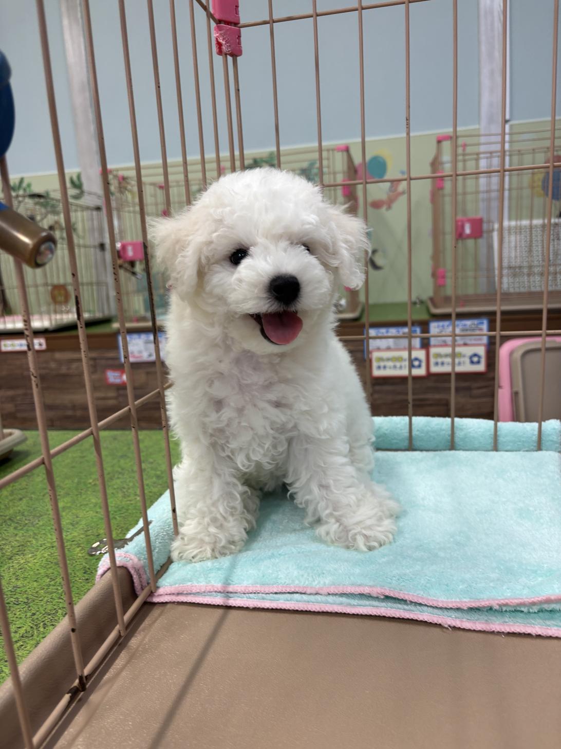 愛知県のビションフリーゼ (子いぬの足あと/2026年2月1日生まれ/女の子/ホワイト)の子犬